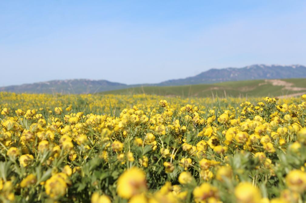 【疆途户外旅行】特别推出2023年5月30日玛依托拜高山草原徒步一日行！