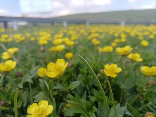 【山青水秀】户外23年6月10日托乎拉苏大草原——五媳妇沟一日行