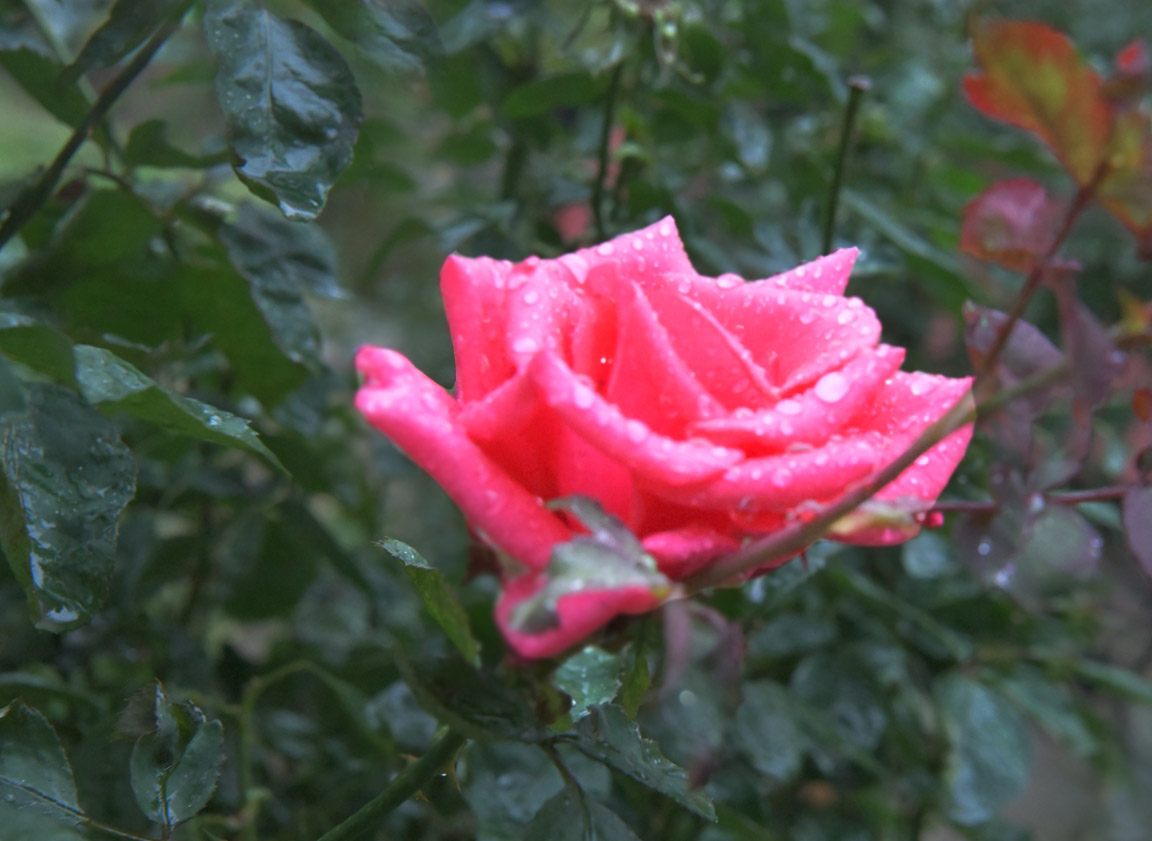 AAA_1288.JPG